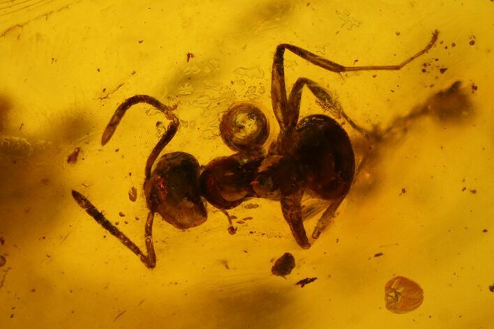 Fossil Ant (Formicidae) In Baltic Amber #142211